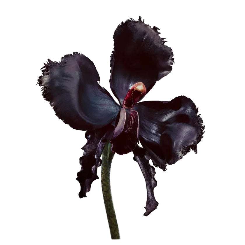 Tom Ford Black Orchid Reserve – view 2